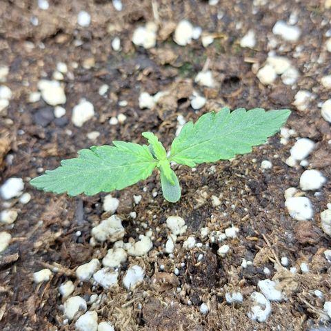 First try growlog timeline photo