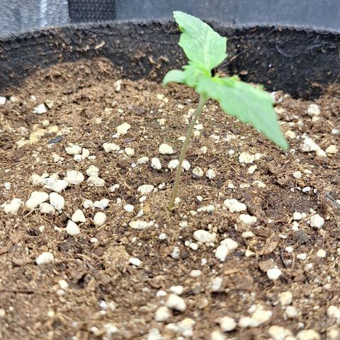 First try growlog timeline photo