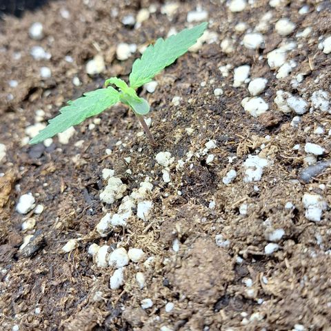 First try growlog timeline photo