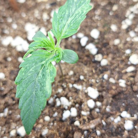 First try growlog timeline photo