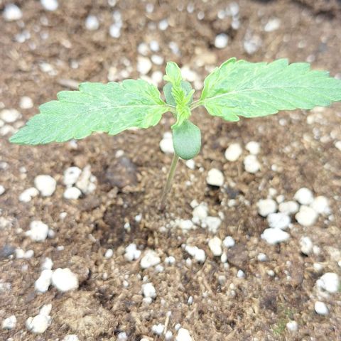 First try growlog timeline photo