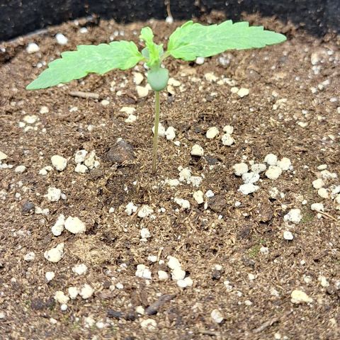 First try growlog timeline photo