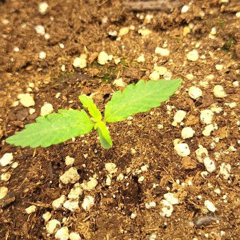First try growlog timeline photo