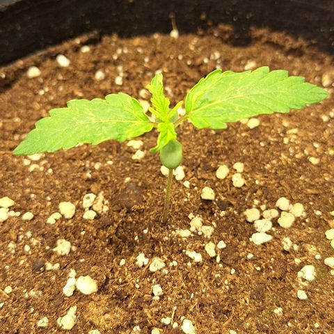 First try growlog timeline photo