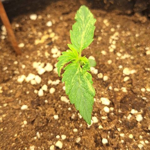 First try growlog timeline photo