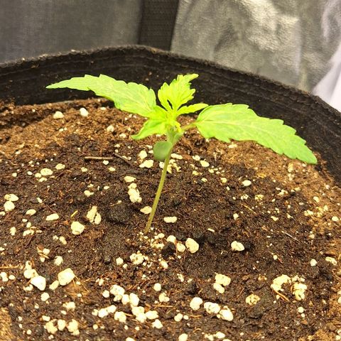 First try growlog timeline photo