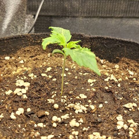 First try growlog timeline photo