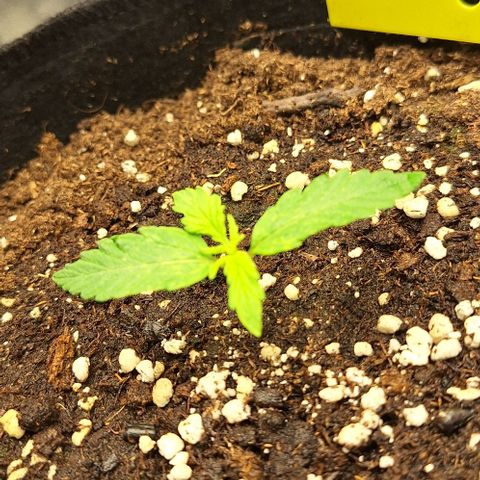 First try growlog timeline photo