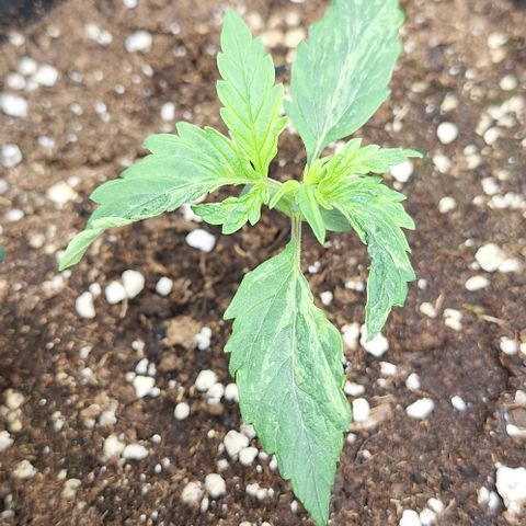 First try growlog timeline photo