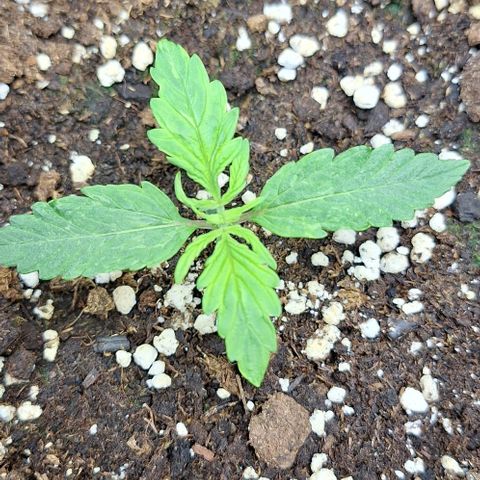 First try growlog timeline photo
