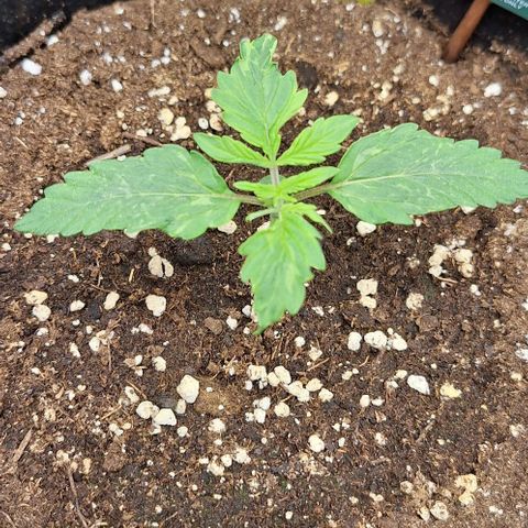 First try growlog timeline photo