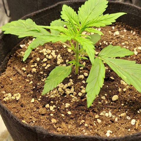 First try growlog timeline photo