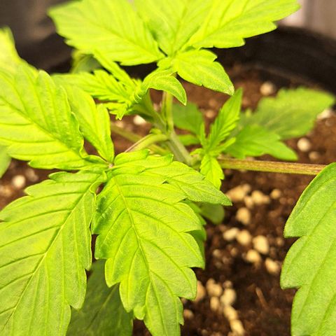First try growlog timeline photo