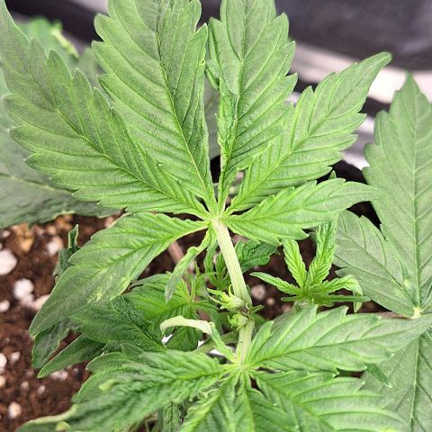 First try growlog timeline photo
