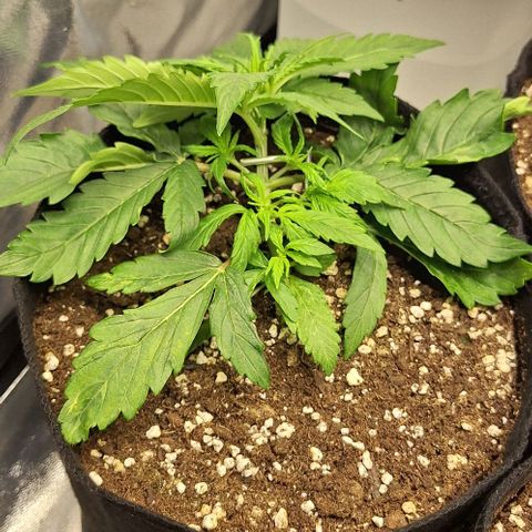 First try growlog timeline photo