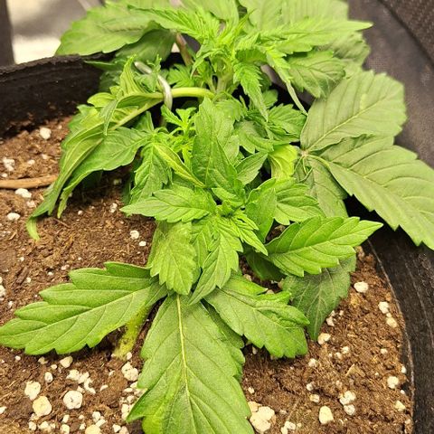 First try growlog timeline photo