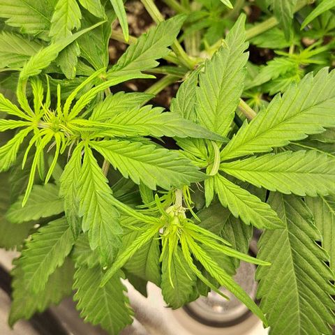 First try growlog timeline photo