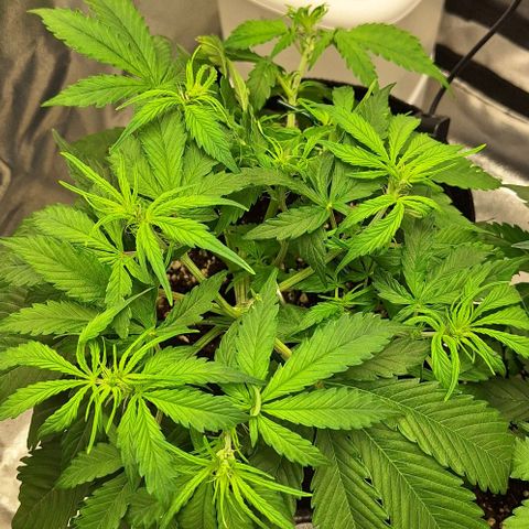 First try growlog timeline photo