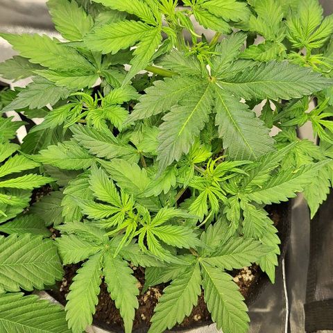 First try growlog timeline photo
