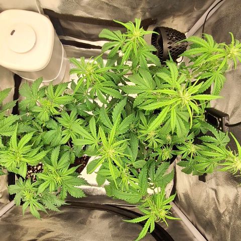First try growlog timeline photo