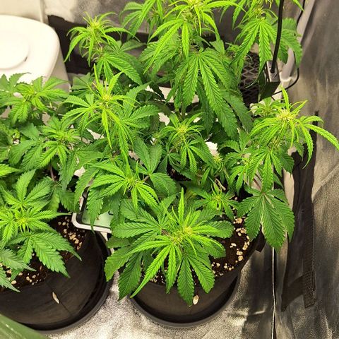 First try growlog timeline photo