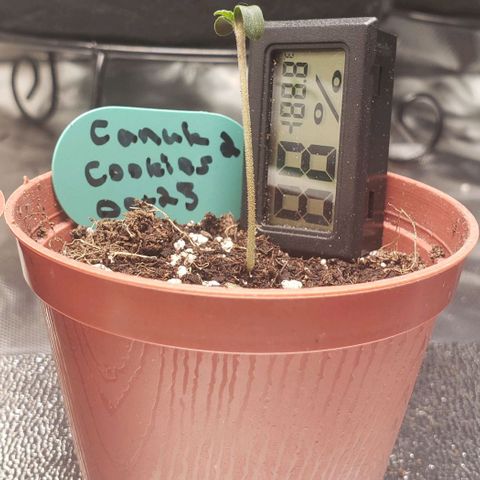 Canuk Cookies #2 growlog timeline photo