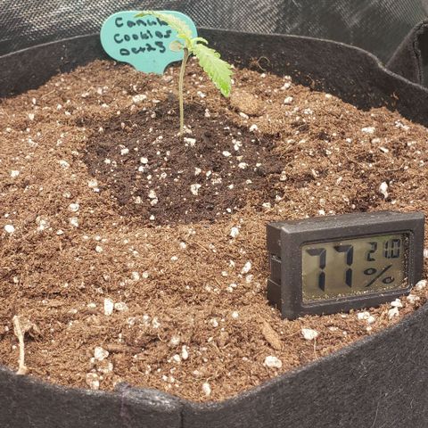 Canuk Cookies #2 growlog timeline photo