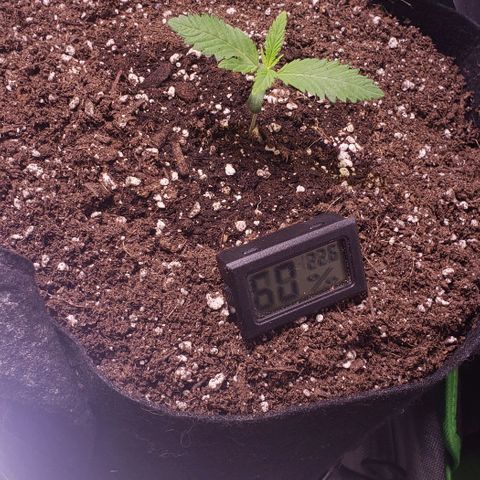Canuk Cookies #2 growlog timeline photo