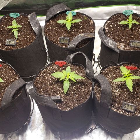 Canuk Cookies #2 growlog timeline photo