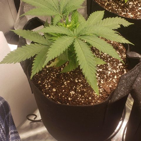 Canuk Cookies #2 growlog timeline photo