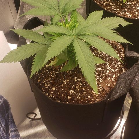 Canuk Cookies #2 growlog timeline photo