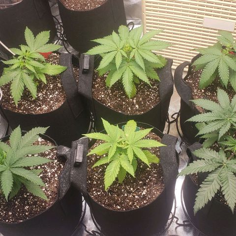 Canuk Cookies #2 growlog timeline photo