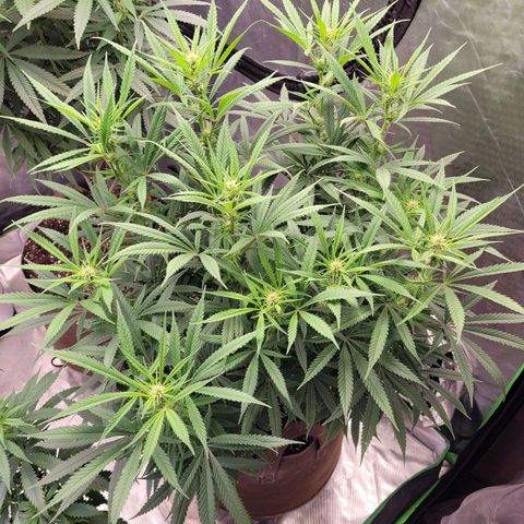 Canuk Cookies #2 growlog timeline photo