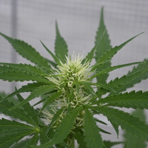 UNKNOWN (Patient Zero) Hydro growlog timeline photo