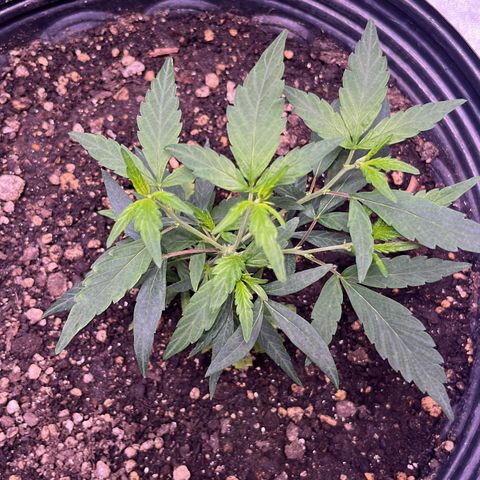 Pineapple Express growlog timeline photo