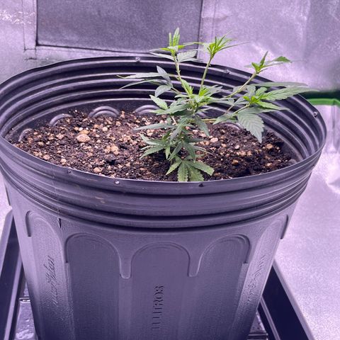 Pineapple Express growlog timeline photo