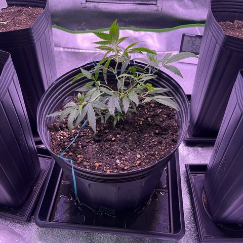 Pineapple Express growlog timeline photo