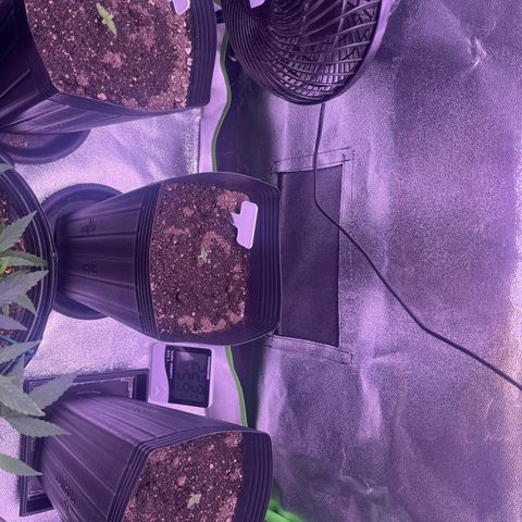 Strawnana Purple Auto growlog timeline photo