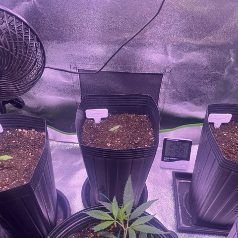 Strawnana Purple Auto growlog timeline photo