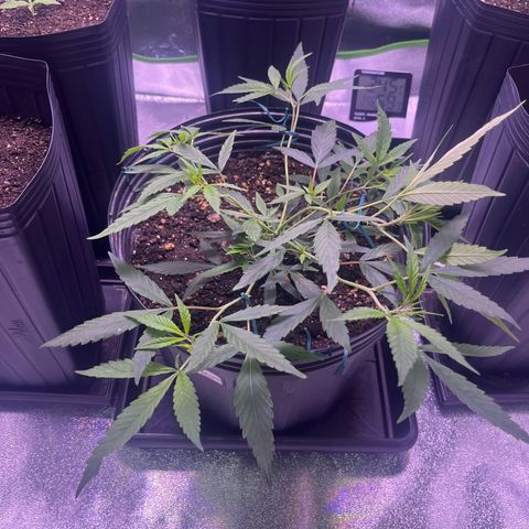 Pineapple Express growlog timeline photo