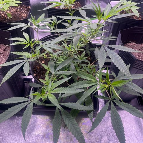 Pineapple Express growlog timeline photo