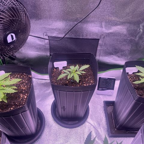 Strawnana Purple Auto growlog timeline photo