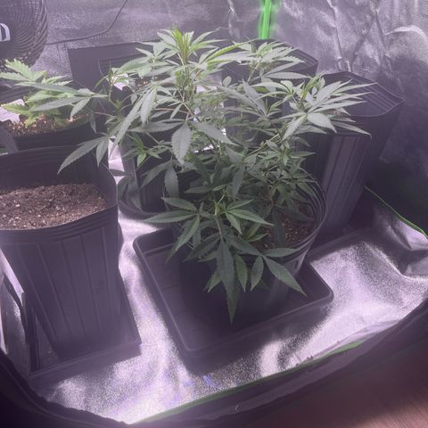 Pineapple Express growlog timeline photo