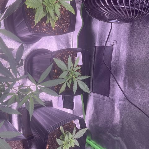 Strawnana Purple Auto growlog timeline photo