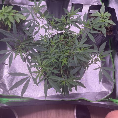 Pineapple Express growlog timeline photo