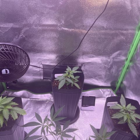 Strawnana Purple Auto growlog timeline photo