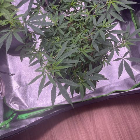 Pineapple Express growlog timeline photo