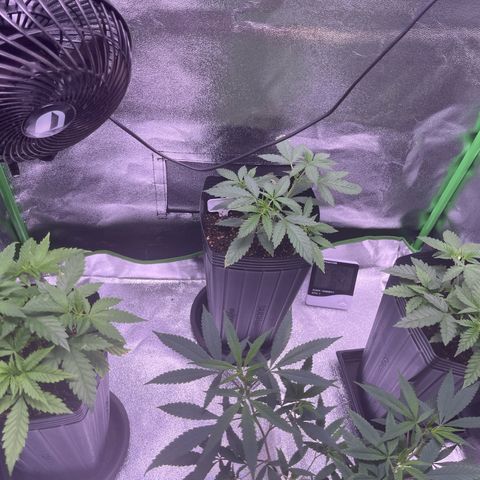 Strawnana Purple Auto growlog timeline photo