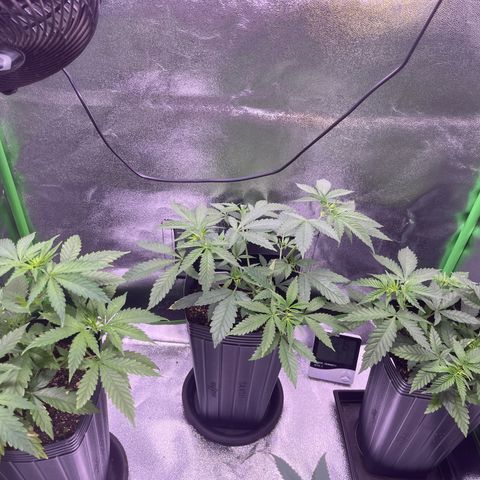 Strawnana Purple Auto growlog timeline photo