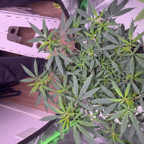 Pineapple Express growlog timeline photo